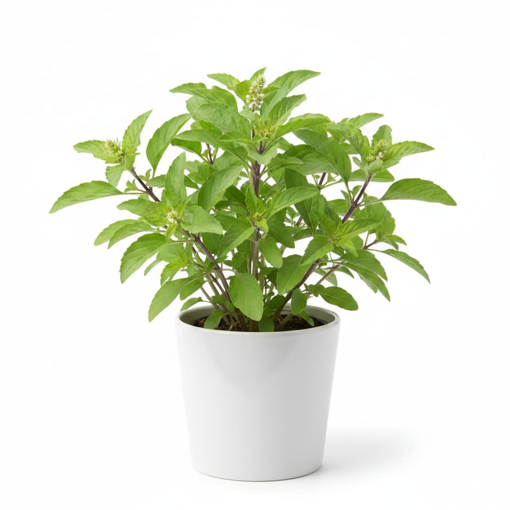 Thai Holy Basil