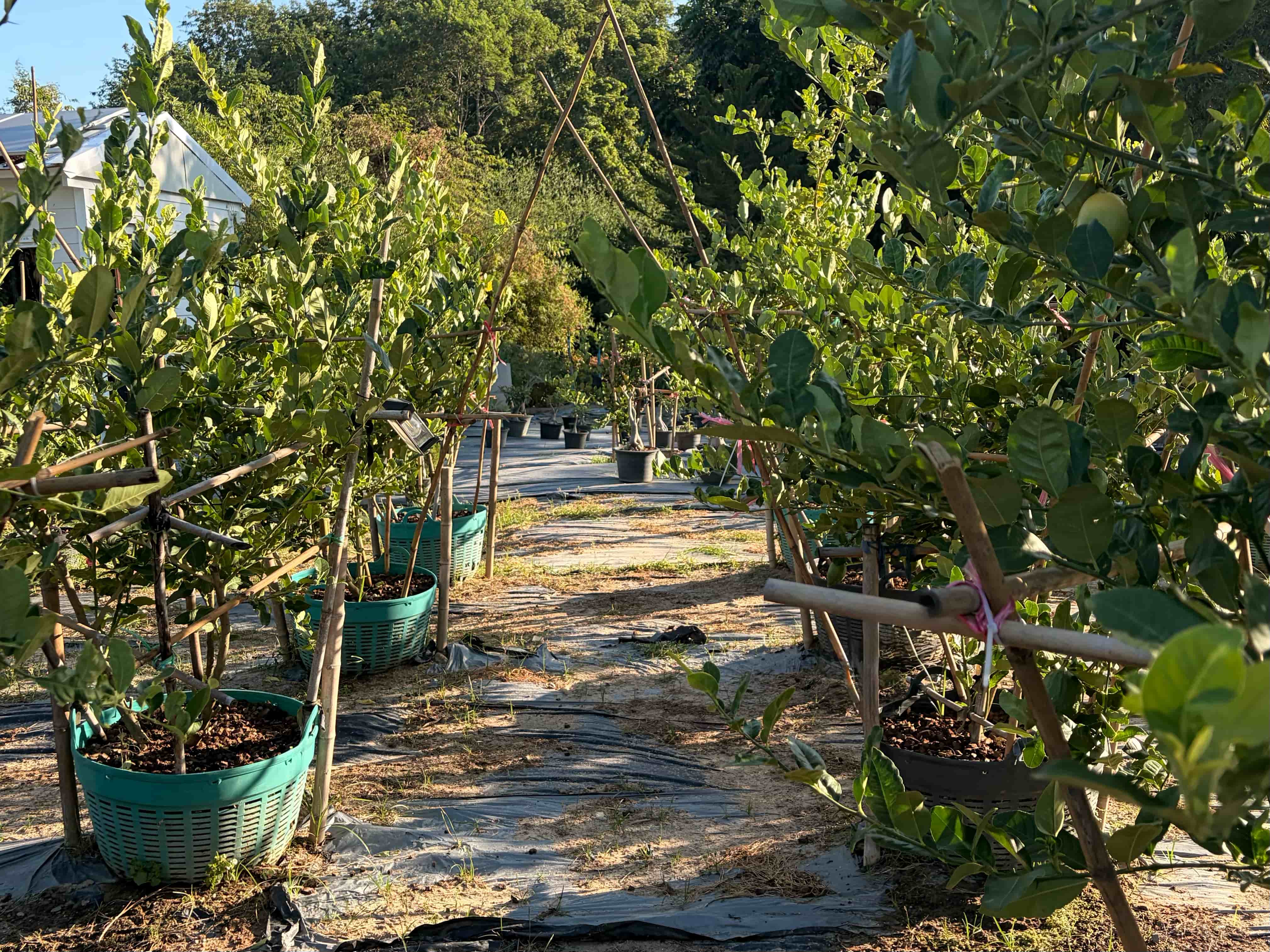 Lemon Garden